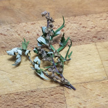 Load image into Gallery viewer, Mugwort