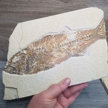 Load image into Gallery viewer, Fish Fossil