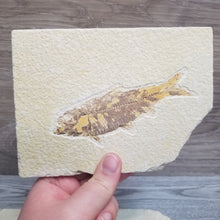 Load image into Gallery viewer, Fish Fossil
