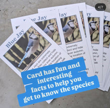 Load image into Gallery viewer, Letters from a Bird - Snail Mail Club (Yearly - 12 letters - CANADA & US)