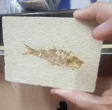 Load image into Gallery viewer, Fish Fossil