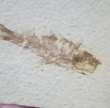 Load image into Gallery viewer, Fish Fossil