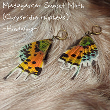 Load image into Gallery viewer, Butterfly Wing Earrings (Multiple Species Available) - *REAL WINGS*