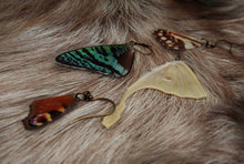 Load image into Gallery viewer, Butterfly Wing Earrings (Multiple Species Available) - *REAL WINGS*