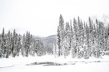 Load image into Gallery viewer, Trees in Winter