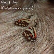 Load image into Gallery viewer, Butterfly Wing Earrings (Multiple Species Available) - *REAL WINGS*