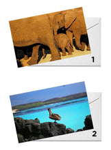 Load image into Gallery viewer, Wildlife Series Greeting Cards - Original Photography