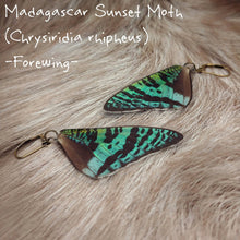 Load image into Gallery viewer, Butterfly Wing Earrings (Multiple Species Available) - *REAL WINGS*
