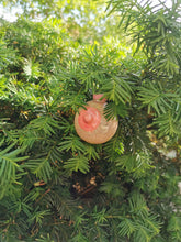 Load image into Gallery viewer, Nipple Ornament