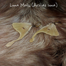 Load image into Gallery viewer, Butterfly Wing Earrings (Multiple Species Available) - *REAL WINGS*