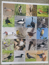Load image into Gallery viewer, Ontario Bird Sticker Book
