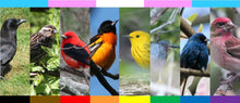 Load image into Gallery viewer, Bird Pride Flag Sticker
