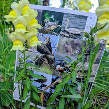 Load image into Gallery viewer, Ontario Bird Sticker Book

