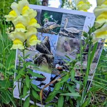 Load image into Gallery viewer, Ontario Bird Sticker Book
