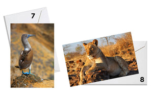 Wildlife Series Greeting Cards - Original Photography