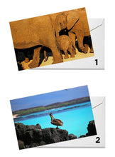 Load image into Gallery viewer, Wildlife Series Greeting Cards - Original Photography
