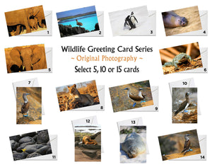 Wildlife Series Greeting Cards - Original Photography