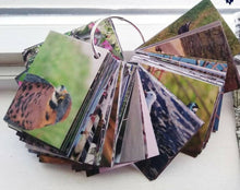 Load image into Gallery viewer, Ontario Bird Flashcards: Deck 1
